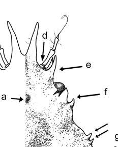 Lupa Sinestris (Eli Muñoz) tweet media