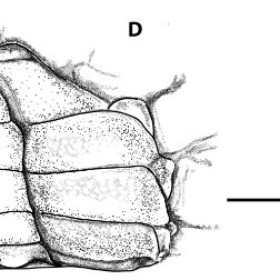 Two days ago was the Taxonomist Appreciation Day. As a learner of taxonomist, I'd like to reivindicate to all women taxonomists, because they exist! Girls, don't be afraid to identify, don't hesitate to express your opinion, and don't worry about making mistakes.
#taxonomy
#crab
