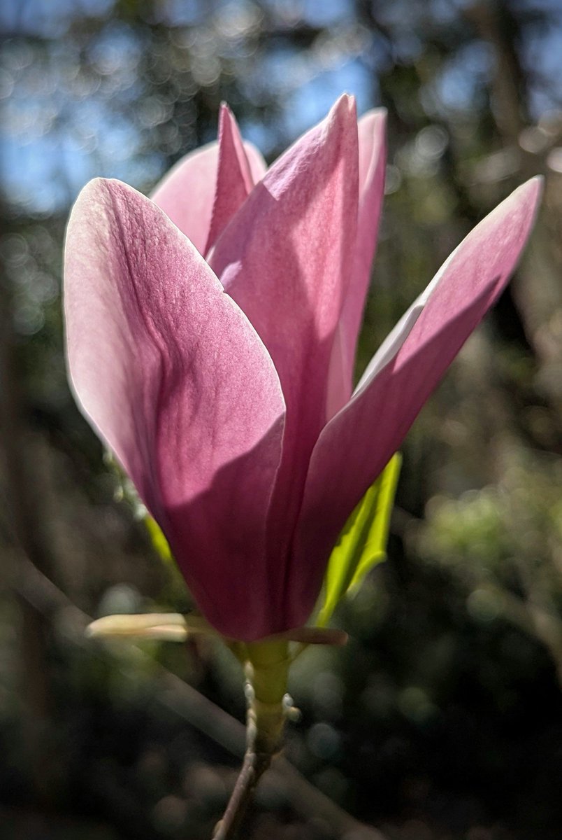 davidczech's tweet image. QT something backlit.

Magnolia #backlit