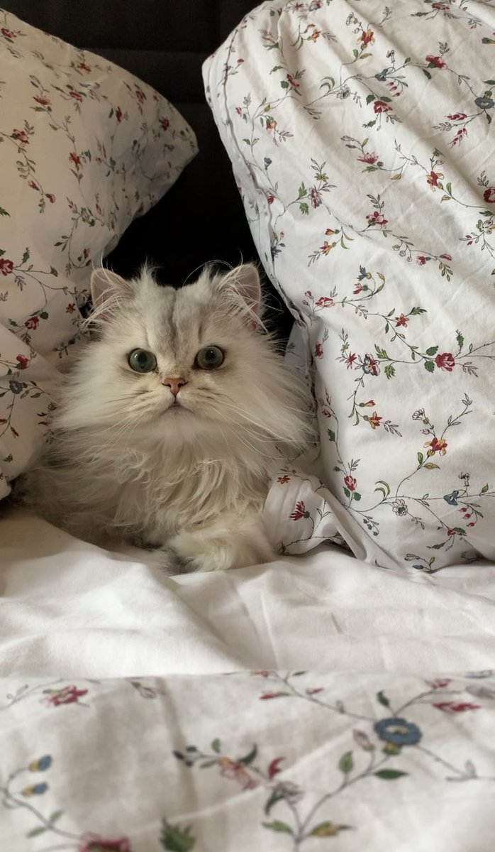 Ирена Карпаччо tweet media