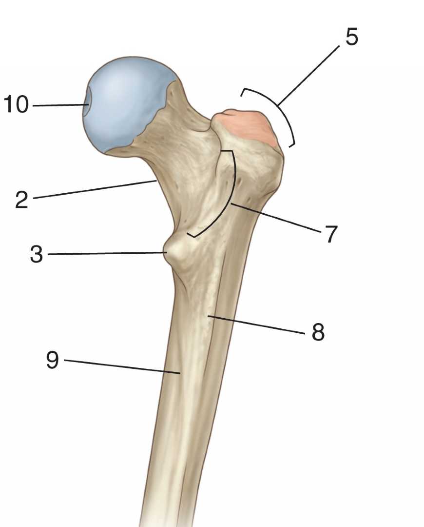 PasionAnatomia's tweet image. Repasamos la #EpífisisProximal del #fémur. Visión posterior
2▶️Cuello
3▶️#TrocánterMenor
5▶️#TrocánterMayor
6▶️#FosaTrocantérica
7▶️#CrestaIntertrocantérica
8▶️#TuberosidadGlútea
9▶️#LíneaPectínea
10▶️#Fóvea
📚Fuente: Gray. Flashcards de Anatomía © 2022
