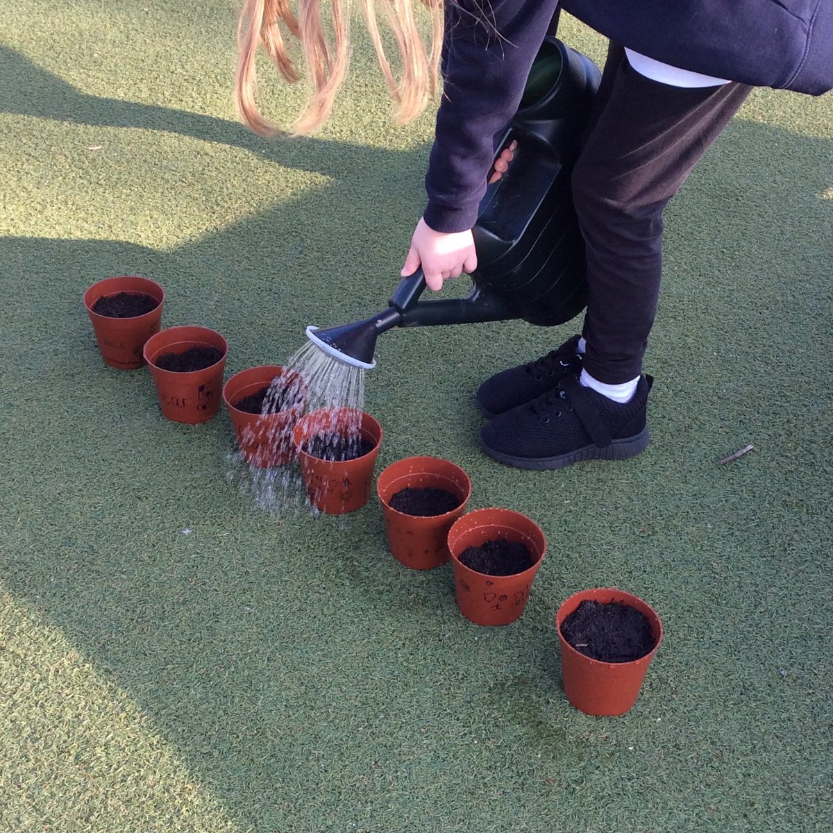 Nonsuch Primary School (@nonsuch_school) on Twitter photo Our @RHSSchools gardening club enjoyed seeing the progress of our <a href="/TheTreeCouncil/">The Tree Council</a> fruit trees!🌿We also sowed and watered sunflower seeds in the sunshine 🌻Which class's sunflower will grow the tallest we wonder? 🌻 #gardening #sunflowers Our @RHSSchools gardening club enjoyed seeing the progress of our <a href="/TheTreeCouncil/">The Tree Council</a> fruit trees!🌿We also sowed and watered sunflower seeds in the sunshine 🌻Which class's sunflower will grow the tallest we wonder? 🌻 #gardening #sunflowers