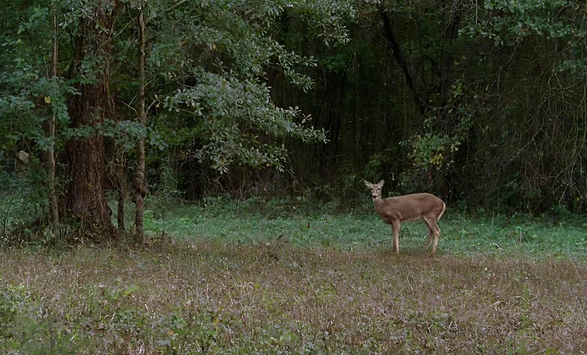 screenscaps's tweet image. the walking dead (2014)