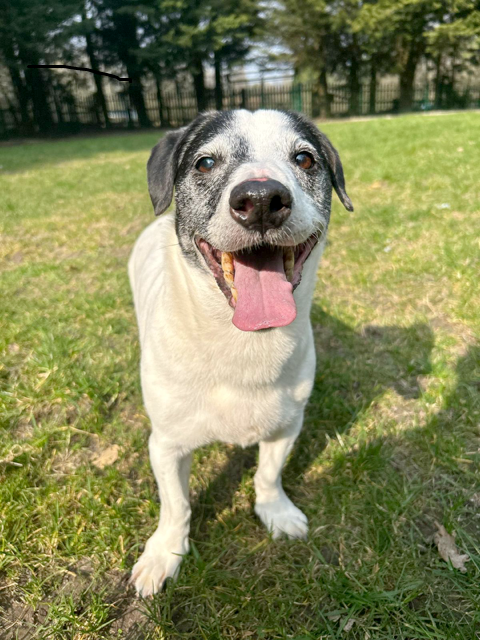 AdoptionsUk's tweet photo. Urgent, please retweet to help Old Bob, AGED 12, find a home #Edenbridge #Kent #UK 
Available for adoption, registered British charity✅
Details or apply for Old Bob below👇
https://t.co/1vs3v3emeq 
Bob's owner has passed away and he is stressed in the kennels. 
 Jack Russell Terrier, Old Bob has sadly come back into the centre after being out for 7 years, after his owner sadly passed away. Bob is very stressed, his bond with his owner was like no other as his owner was his world and visa versa. Bob is an older chap now but is still as characterful as ever! He has always loved to play ball and this has not changed, just slowed down a bit due to his legs starting to wobble, but he will still trot after a ball all day. Bob needs a loving retirement who can take him on new and exciting walks but with an owner who understands that it will take time for Bob to settle in with a new family. Bob wants to be the only pet in his home so he can be the sole focus. Bob is sadly not coping in kennels so if you are interested please do come down to meet his cheeky chap.- Last Chance Rescue, Kent 

#dogs #dog #pets #adoptdtonshop #Canterbury #England #Essex #London #Rescuedogs #JackRussell @DogLostUK @MissingPetsGB @AlisonHammond @missgemcollins @P_Wicks01 @LisaClareRead2 @RoyalFamily @KensingtonRoyal @APDAWG1 @marcthevet @PeterEgan6 @domdyer70 @Nightowl400 @Nigella_Lawson @GBNEWS @EamonnHolmes @GMB @RosieDuffield1 @SteveReedMP @jackmrankin