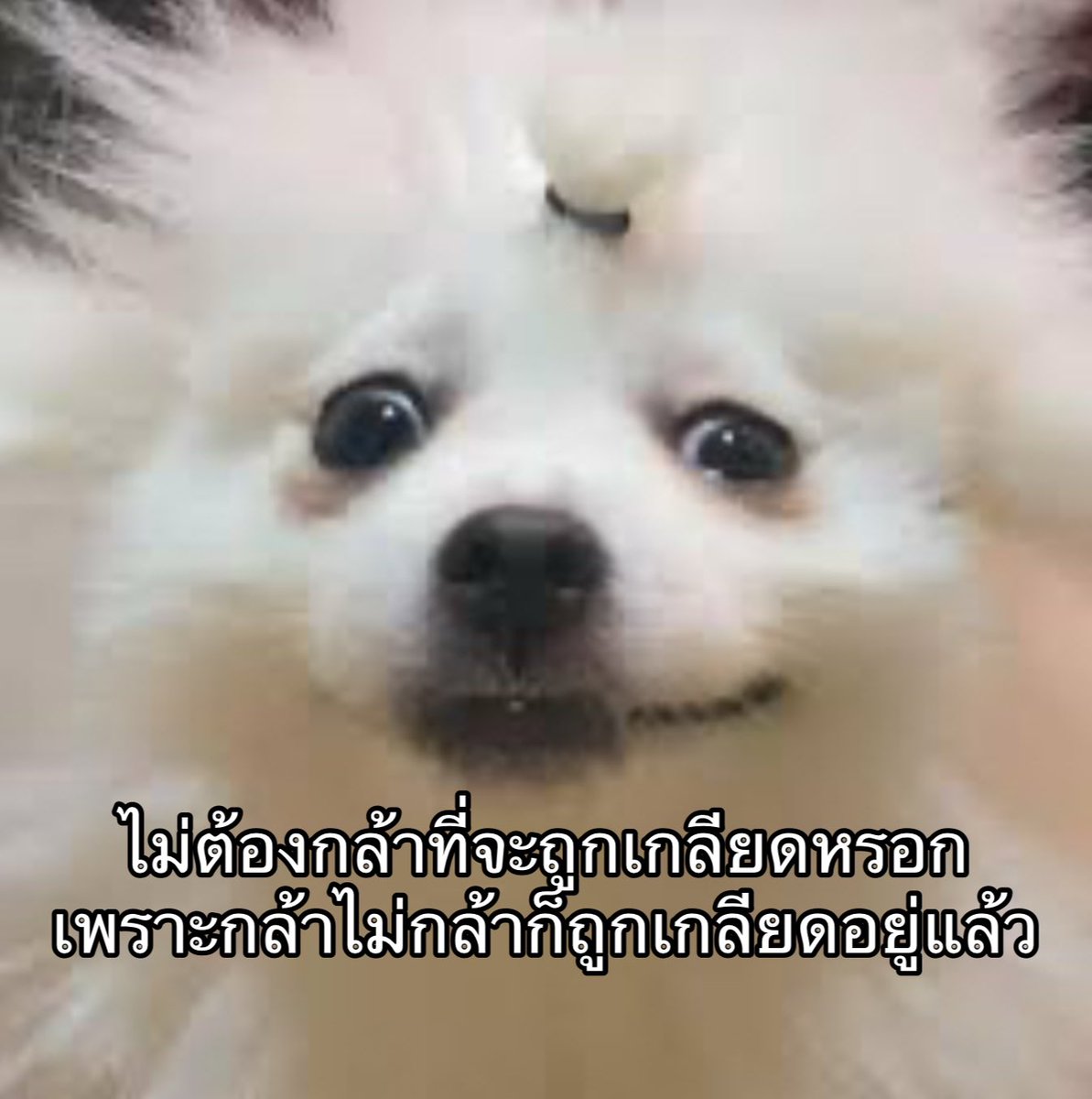 ใครสักคนกล่าวไว้ tweet media