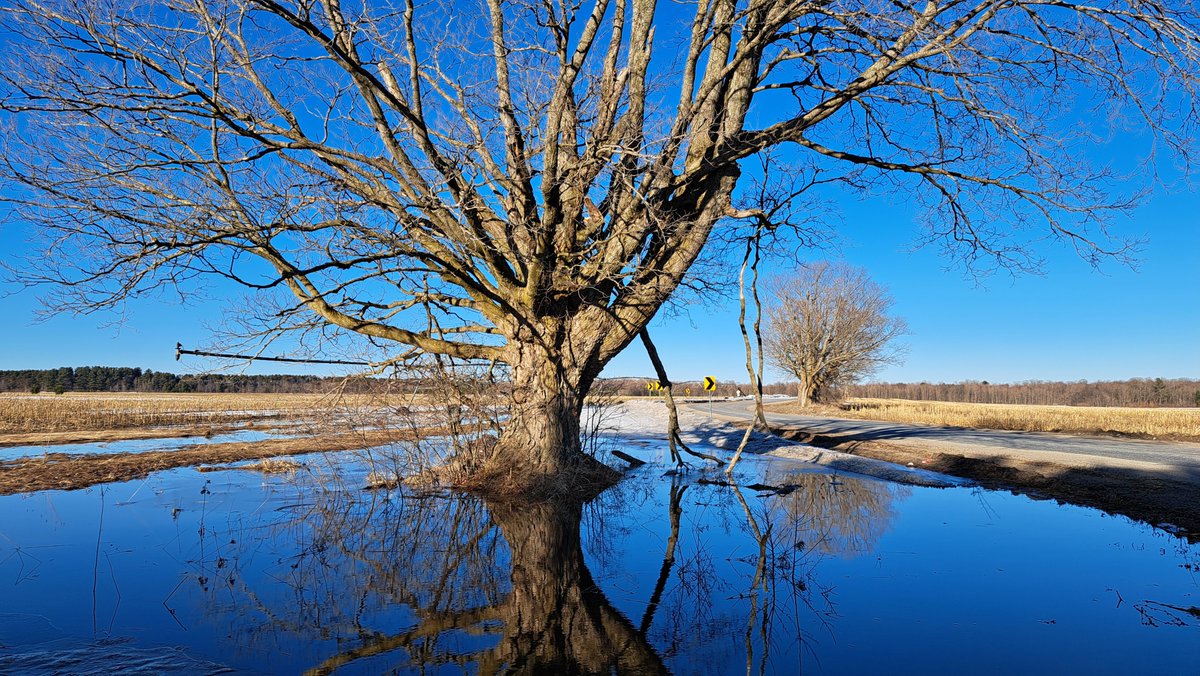 UteSchmid's tweet photo. @hpphotograf Thanks for inviting us to share #treephotography.  Snapped this earlier this week in #springwatertownship, ON, Canada. An old tree reflected in snowmelt puddle in a farm field! Enjoy! #ResidentialTourist #Snowflakelady #treesplease https://t.co/3KB9logwco