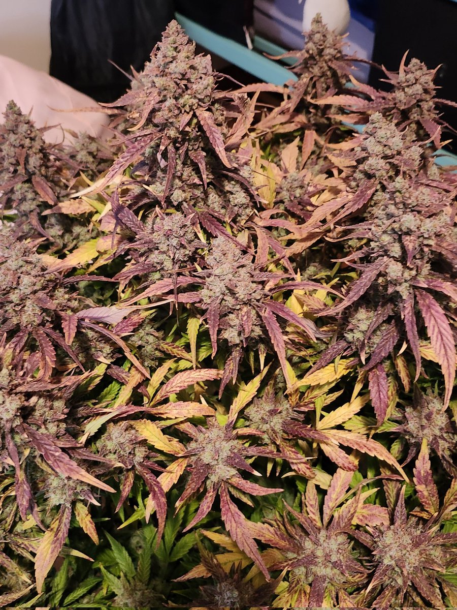 Gorilla Punch Auto. Day 2 of ice water flush. <a href="/Fast_Buds/">Fast Buds</a> <a href="/GenHydro/">General Hydroponics</a> <a href="/MarsHydroLight/">Mars Hydro | Since 2009</a> <a href="/tpsnutrients/">TPS Nutrients</a> <a href="/Botanicare/">Botanicare</a>