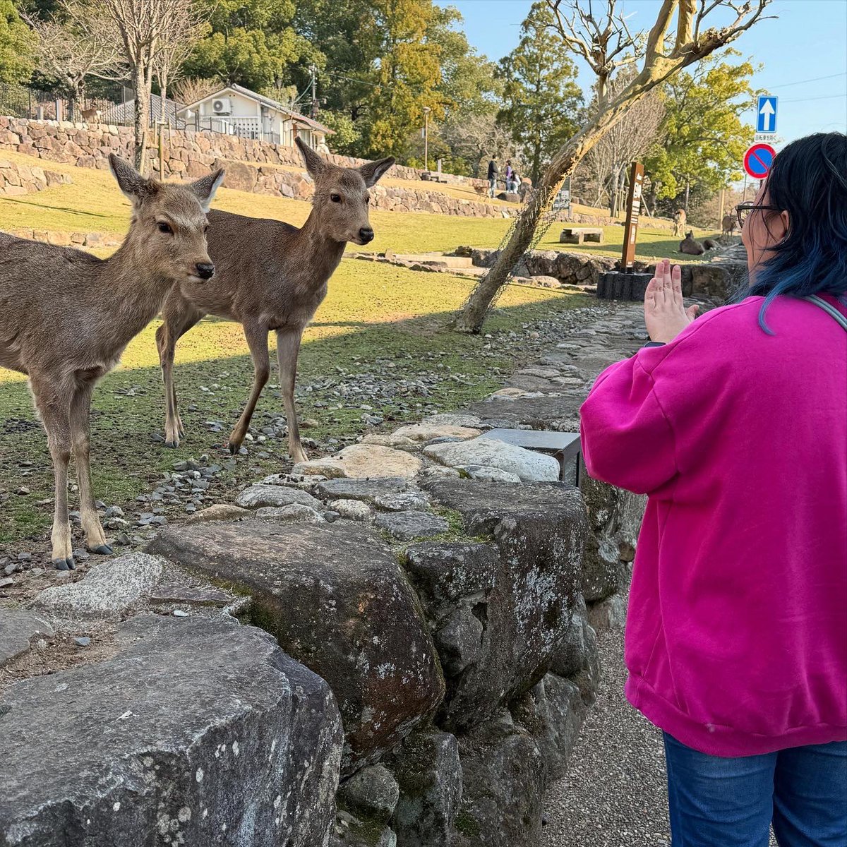 金曜日はうさぎに癒され土曜日は鹿に癒される

#大久野島
#うさぎ島
#若草山
#奈良の鹿