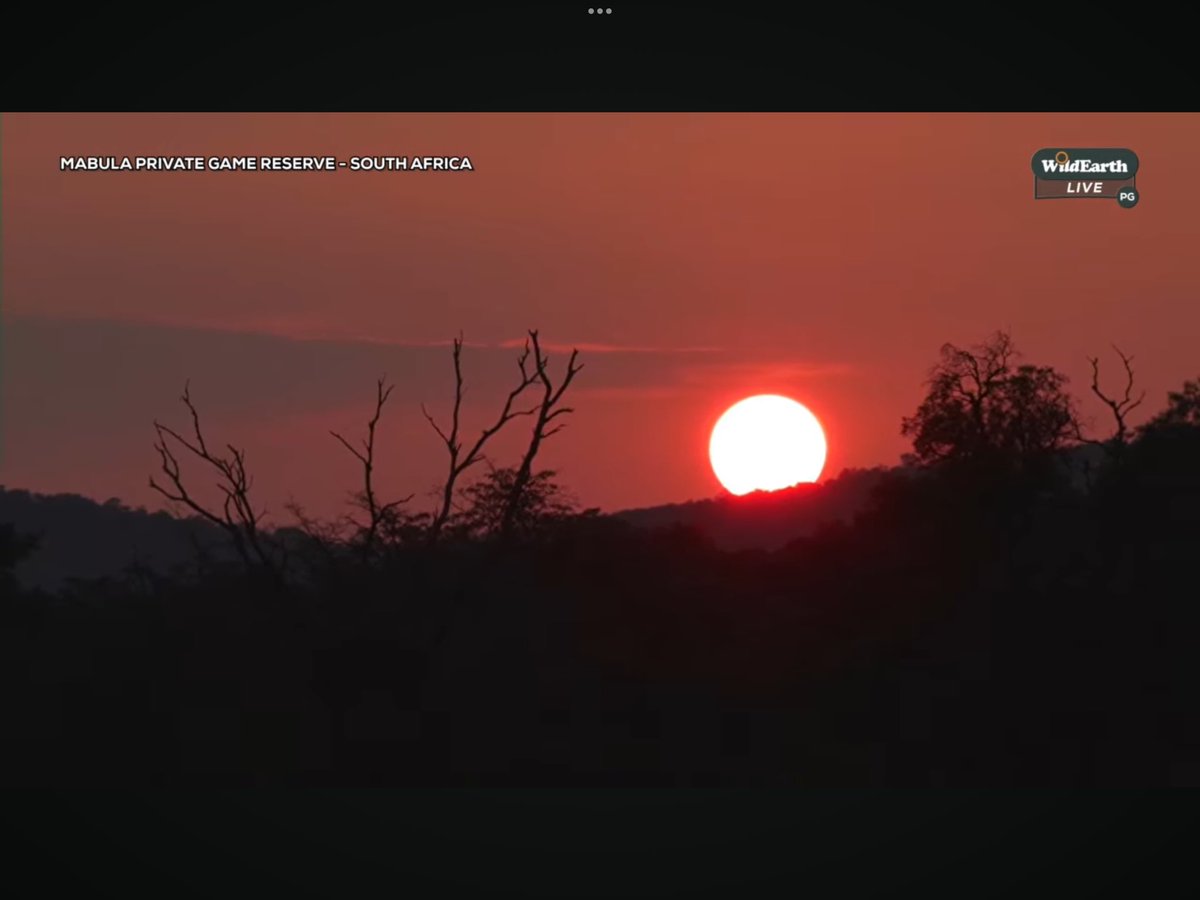 IsaBe11940's tweet image. Sunset’s always beautiful in SA #WildEarth