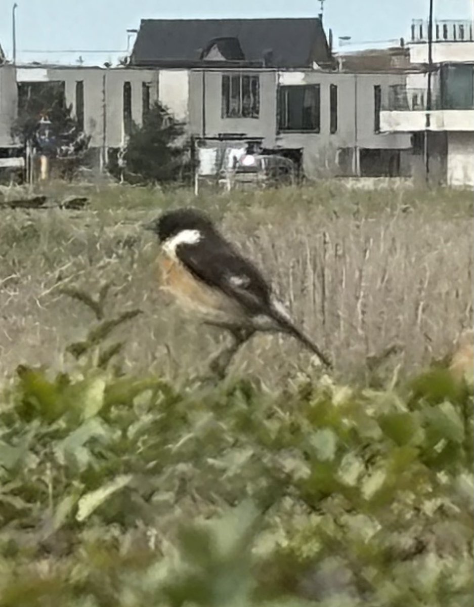 Velduilkoppel in historisch grasland,  roodborsttapuit op de tuinhaag kunnen vastleggen vanop de tractor vandaag. 4 patrijzen waren me te snel en de 3 blauwe reigers en de koereigers, de 7 zilverreigers en de bruine kiekendieven ook. “Het is nog al nie na de wuppe.” #boerennatuur