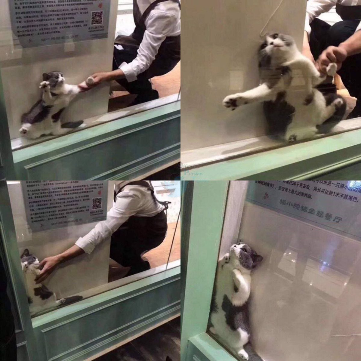 یه لحظه گوشی فلانی هم میخواد تبریک بگه