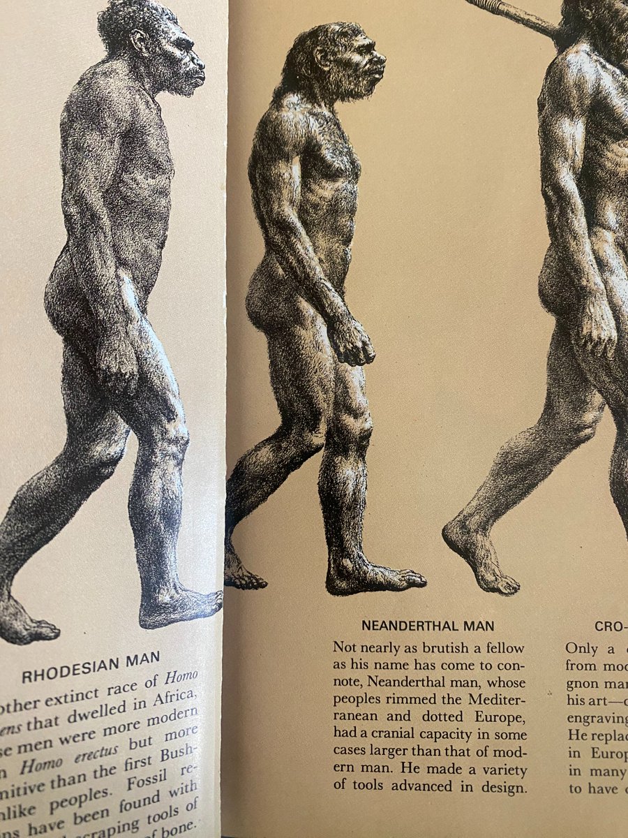 FossilHistory's tweet image. Not a glaring reminder that scientists have been arguing that Neanderthals aren’t brutish for more than half a century. 🫠 From a Time-Life book, 1965.