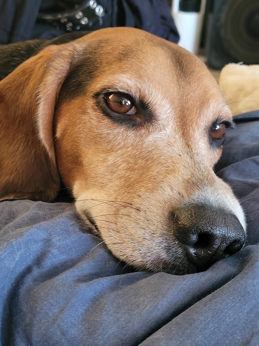 It's my little man's birthday today :)
Neptune turns 6 today.
He's enjoying a day of treats and new toys to play with 😀 
He told me to use this photo of him because it shows off his dreamy eyes 😉