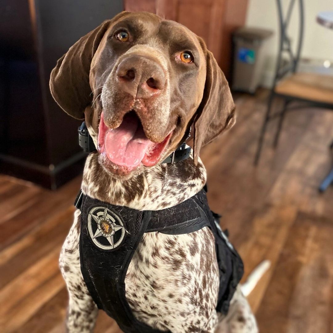 DenverSheriff's tweet image. We should all be as happy as K9 Boomer after a hard day&apos;s work! #SaturdaySparkOfJoy #DSDEst1902 #WorkingDogsOfTwitter