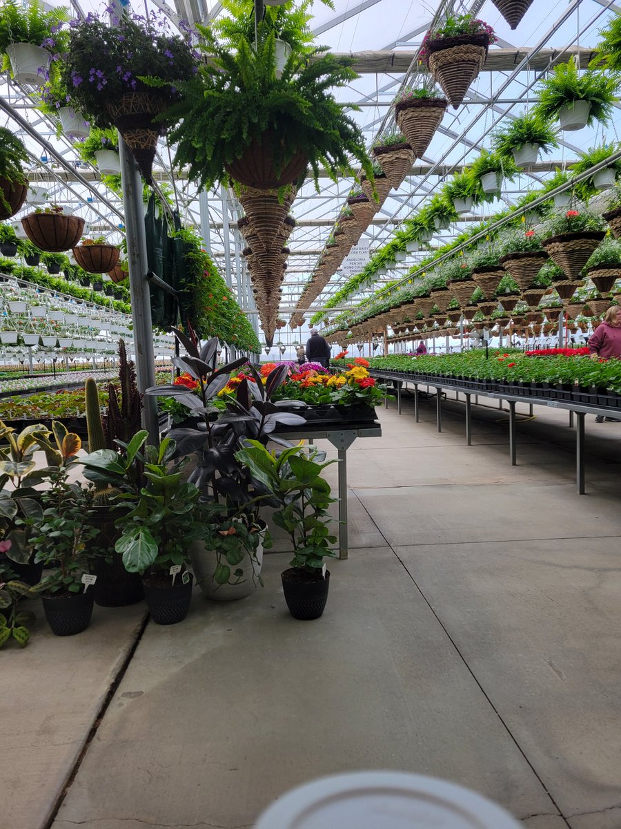 Spring brings the return of  the Greenhouse Husband.