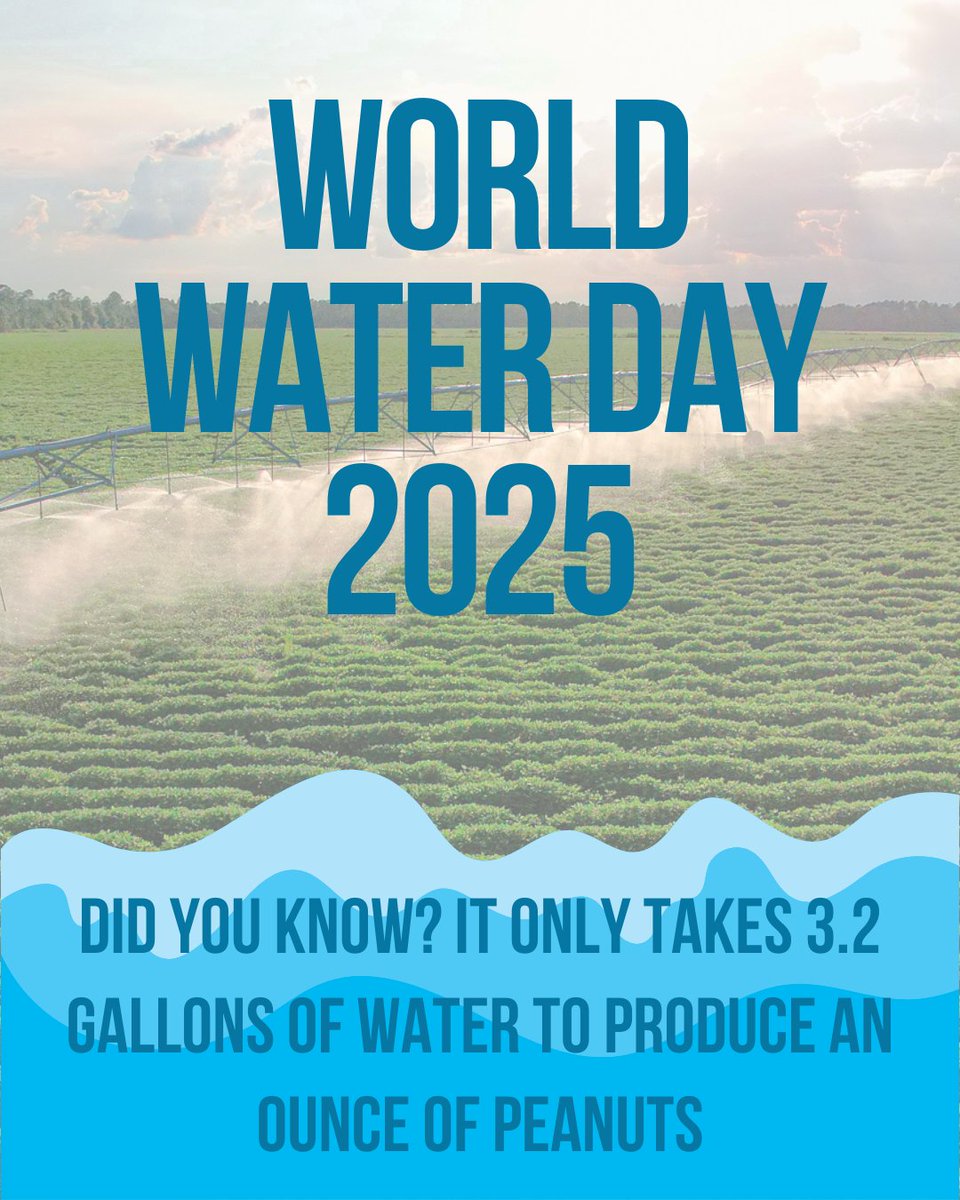 Today is #WorldWaterDay! Did you know that the peanut is a water-efficient crop? It only takes 3.2 gallons of water to produce one ounce of shelled peanuts. 🌊🥜
 #SustainableAgriculture #NationalPeanutMonth #GaPeanuts #GeorgiaPeanuts