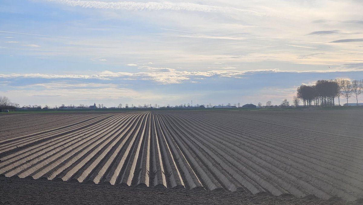 Lekker werk gehad op het land deze week. #suikerbieten land klaargelegt en gezaaid en ook kunstmest er op gereden. En ook de #witlof ruggen liggen gefreesd. #landschapspracht
