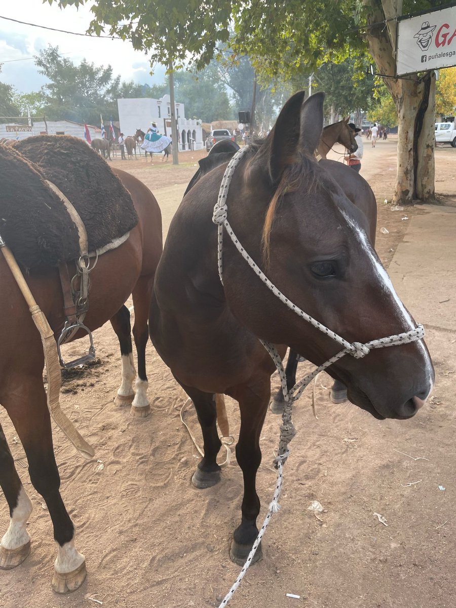 Mi caballo no quiso desfilar conmigo arriba hoy… y nos caímos los dos!

Me alegra saber que él también está bien! 

Muchas gracias al Hospital de Tacuarembó por su atención y a todos quienes se preocuparon. 

Por suerte tendré más oportunidades en futuras Patrias Gauchas!