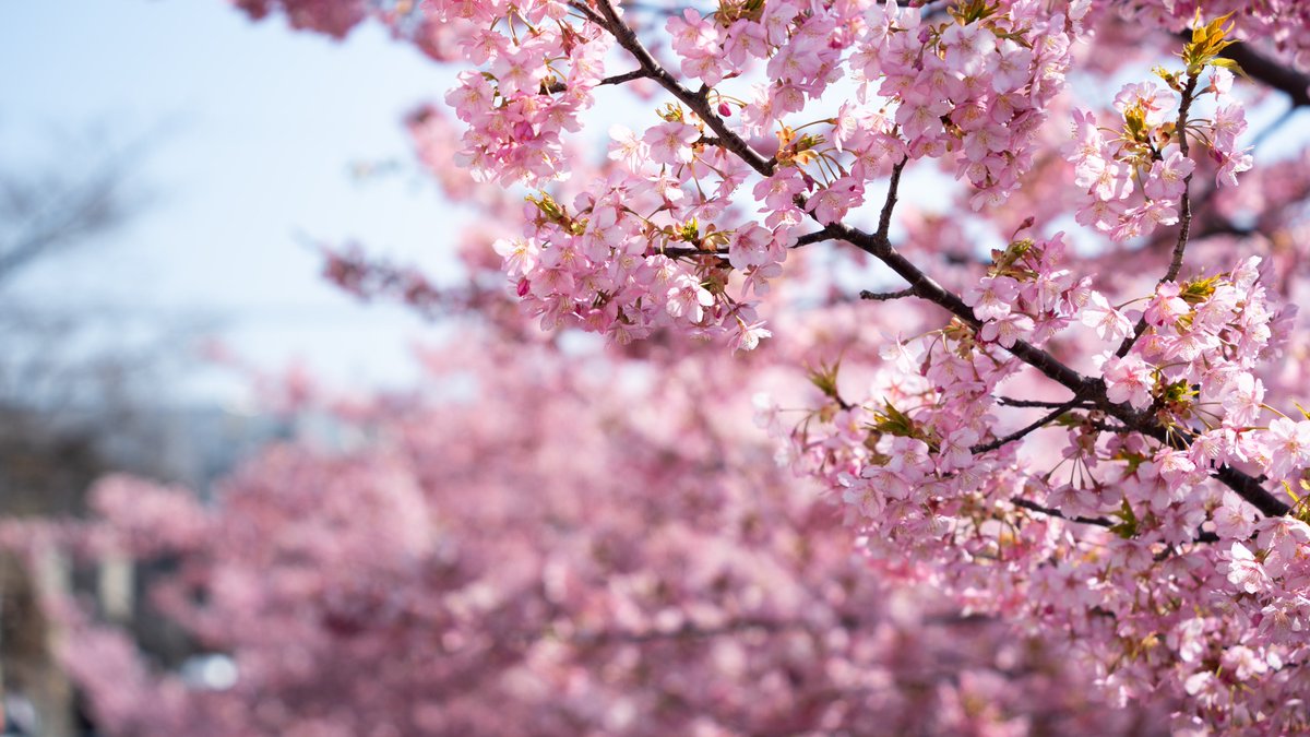 淀の河津桜🌸