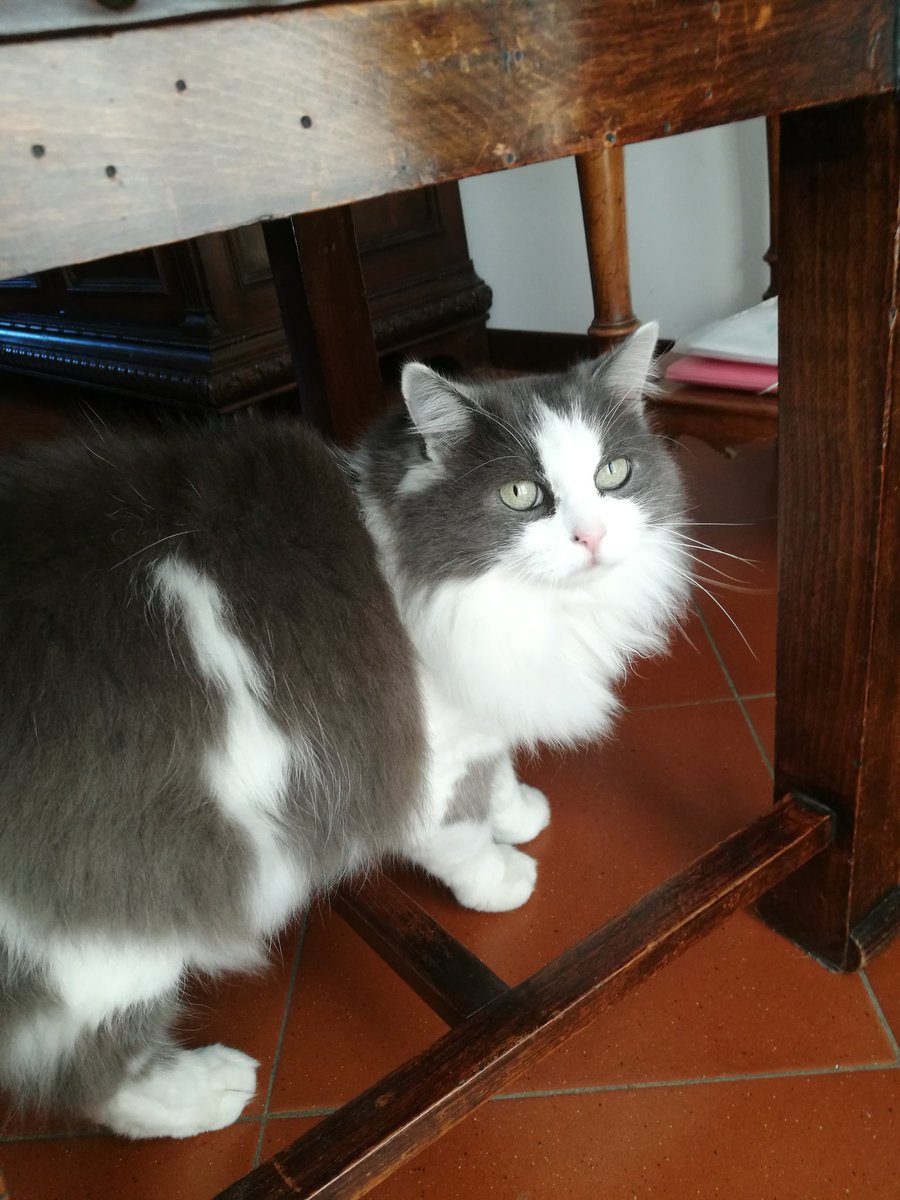 Nuel986's tweet photo. 22/03/23-22/03/25
Sono già passati due anni ma fa ancora male come allora. Mi manchi tanto Mimina mia ♥️ https://t.co/geuN7ljvlx
