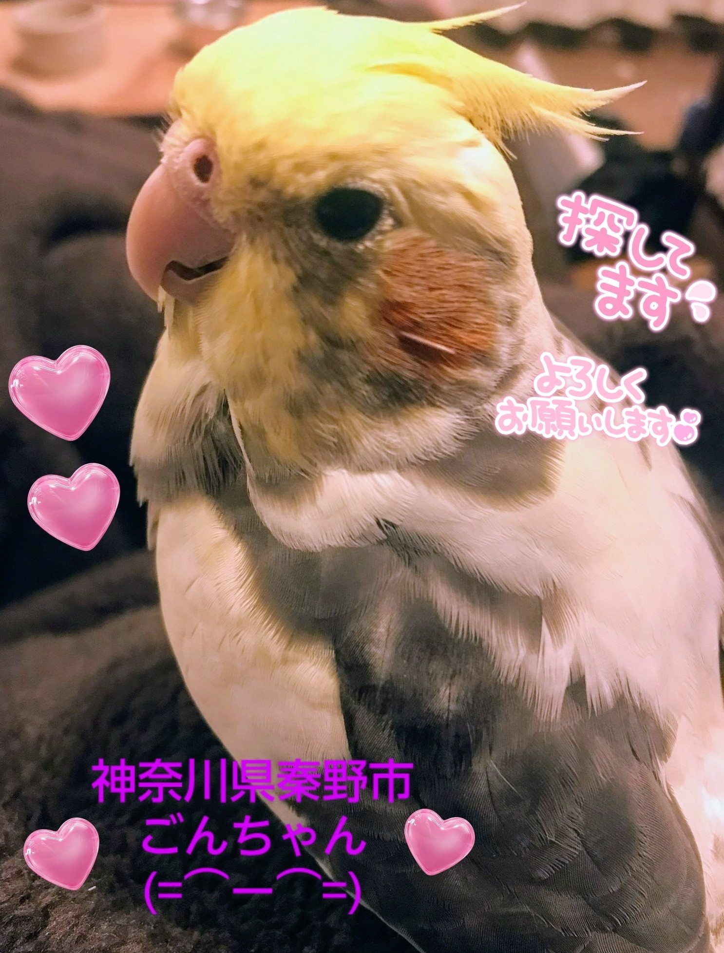 迷いオカメインコ (@shiichan_hakken) / X