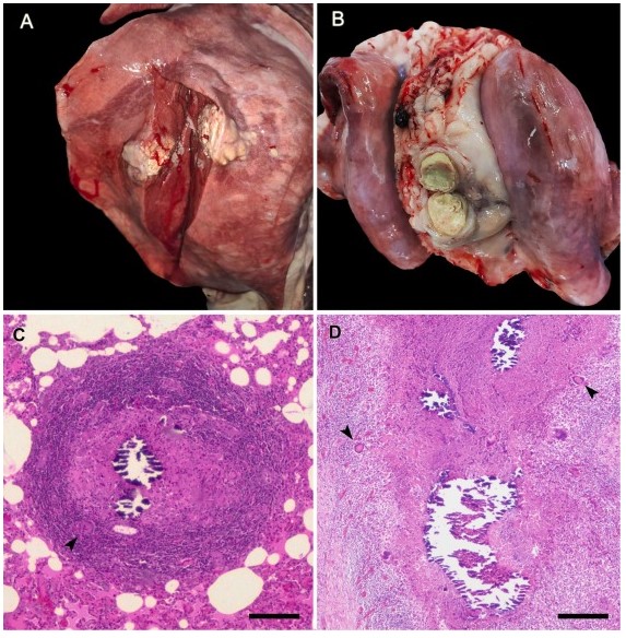 Excited to announce our collaborative paper "Evaluation of techniques for post-mortem diagnosis of Mycobacterium tuberculosis complex infection in goats" is now published! 🐐🔬 ⬇️

doi.org/10.1016/j.vetm…