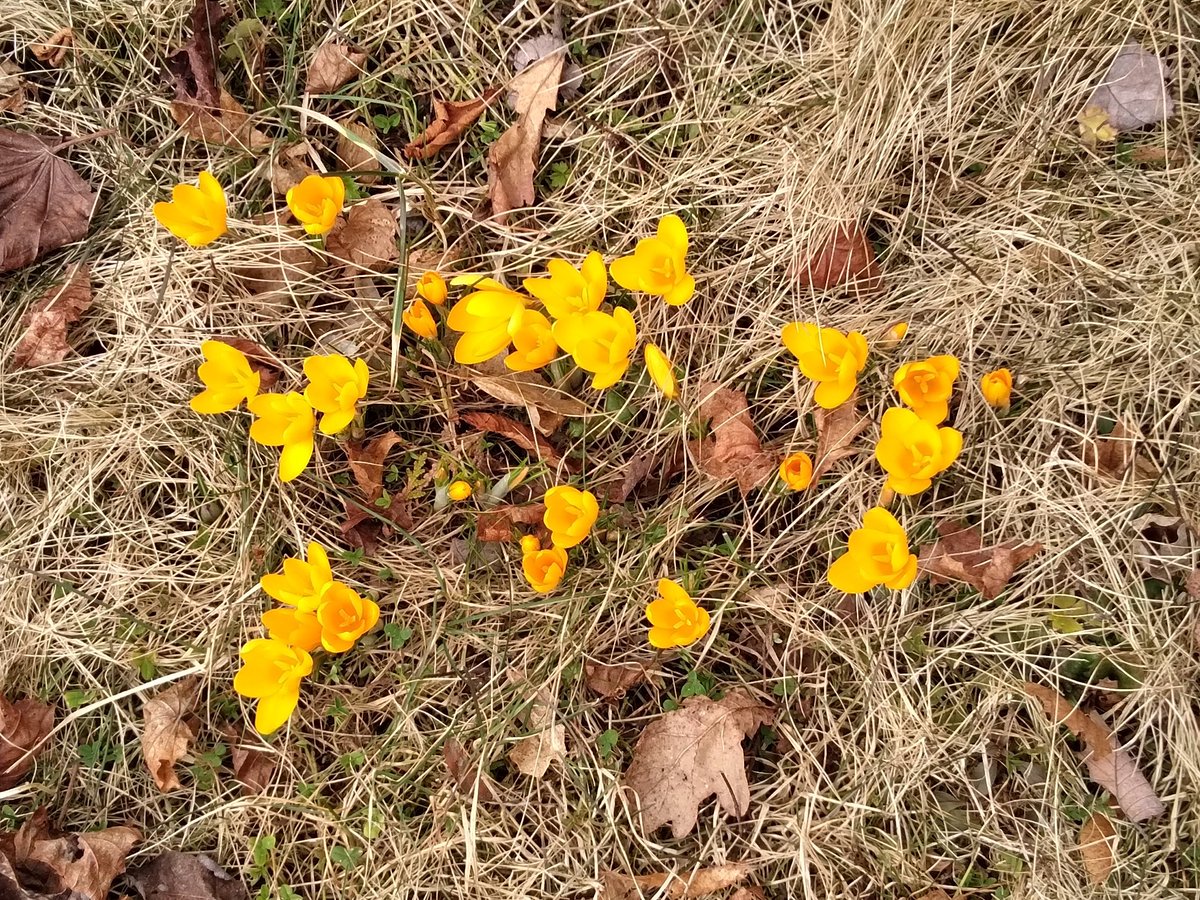 AnneLeBlanc2's tweet image. Sunshine crocuses,
oais of light amid
Flattened grass, crumpled leaves

#haiku #haikuSaturday
#WaitingForSpring