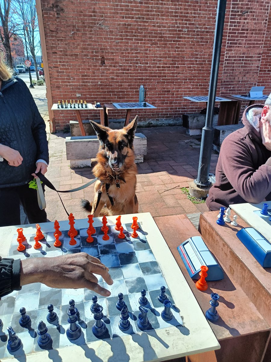 TremeChessClub's tweet photo. Chess at the chess pocket park today. #chess #stl #dog #hund #scach https://t.co/X48cDFdqXp