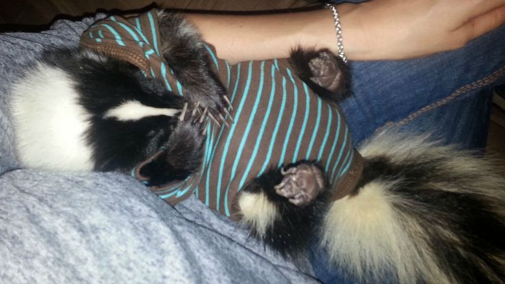 🍉bee 🩹 🔜 TFF tweet media