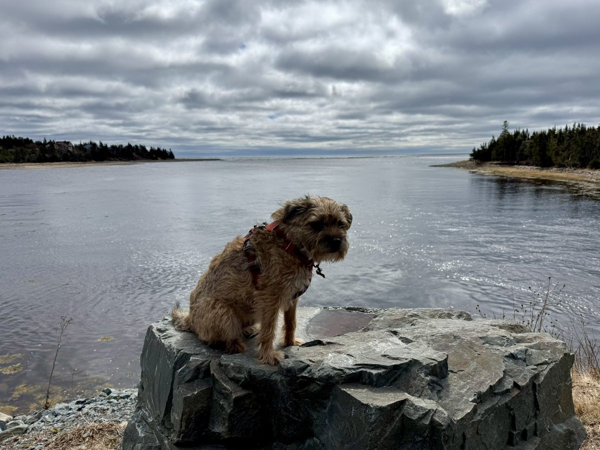 Hubble_BTerrier's tweet image. I really blend in this time of year. 😆👀 #BTPosse #NSTrails