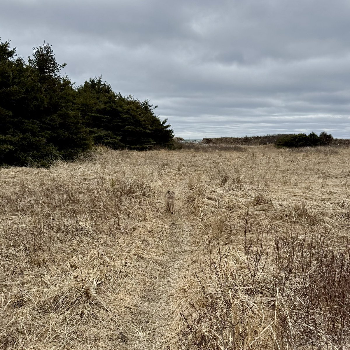 Hubble_BTerrier's tweet image. I really blend in this time of year. 😆👀 #BTPosse #NSTrails