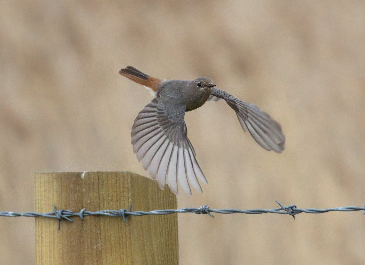 Amazing afternoon at Crossness watching a pair of Black Redstarts picking insects out of the air. <a href="/Natures_Voice/">RSPB</a> <a href="/RSPBEngland/">RSPB England</a> #londonbirds