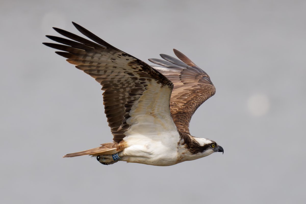 @twamers (@twamers) on Twitter photo Some great views of #Osprey 33 at Rutland Water today... <a href="/LeicsWildlife/">Leicestershire & Rutland Wildlife Trust</a> <a href="/RutlandWaterNR/">Rutland Water Nature Reserve</a> <a href="/RutlandHerald/">Rutland Herald</a> <a href="/rutlandospreys/">Rutland Ospreys</a> <a href="/Natures_Voice/">RSPB</a> <a href="/RSPBEngland/">RSPB England</a> <a href="/timmackrill/">Tim Mackrill</a> <a href="/GwashOspreys/">River Gwash Ospreys</a> <a href="/Britnatureguide/">The British Nature Guide</a> #NaturePhotography #TwitterNatureCommunity Some great views of #Osprey 33 at Rutland Water today... <a href="/LeicsWildlife/">Leicestershire & Rutland Wildlife Trust</a> <a href="/RutlandWaterNR/">Rutland Water Nature Reserve</a> <a href="/RutlandHerald/">Rutland Herald</a> <a href="/rutlandospreys/">Rutland Ospreys</a> <a href="/Natures_Voice/">RSPB</a> <a href="/RSPBEngland/">RSPB England</a> <a href="/timmackrill/">Tim Mackrill</a> <a href="/GwashOspreys/">River Gwash Ospreys</a> <a href="/Britnatureguide/">The British Nature Guide</a> #NaturePhotography #TwitterNatureCommunity