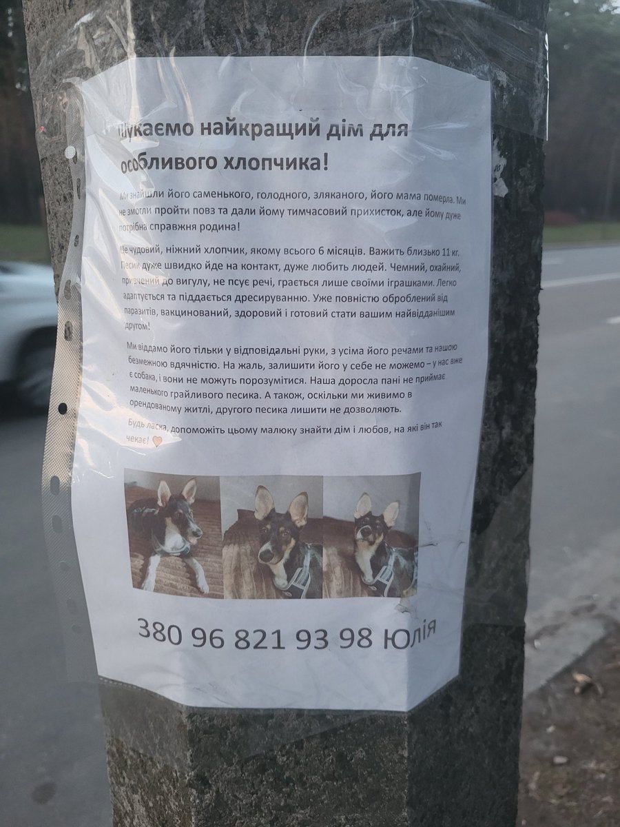 божечки-кошечки, не була тут сто років, але раптом це розлетиться, та песик отримає новий дім 🫠