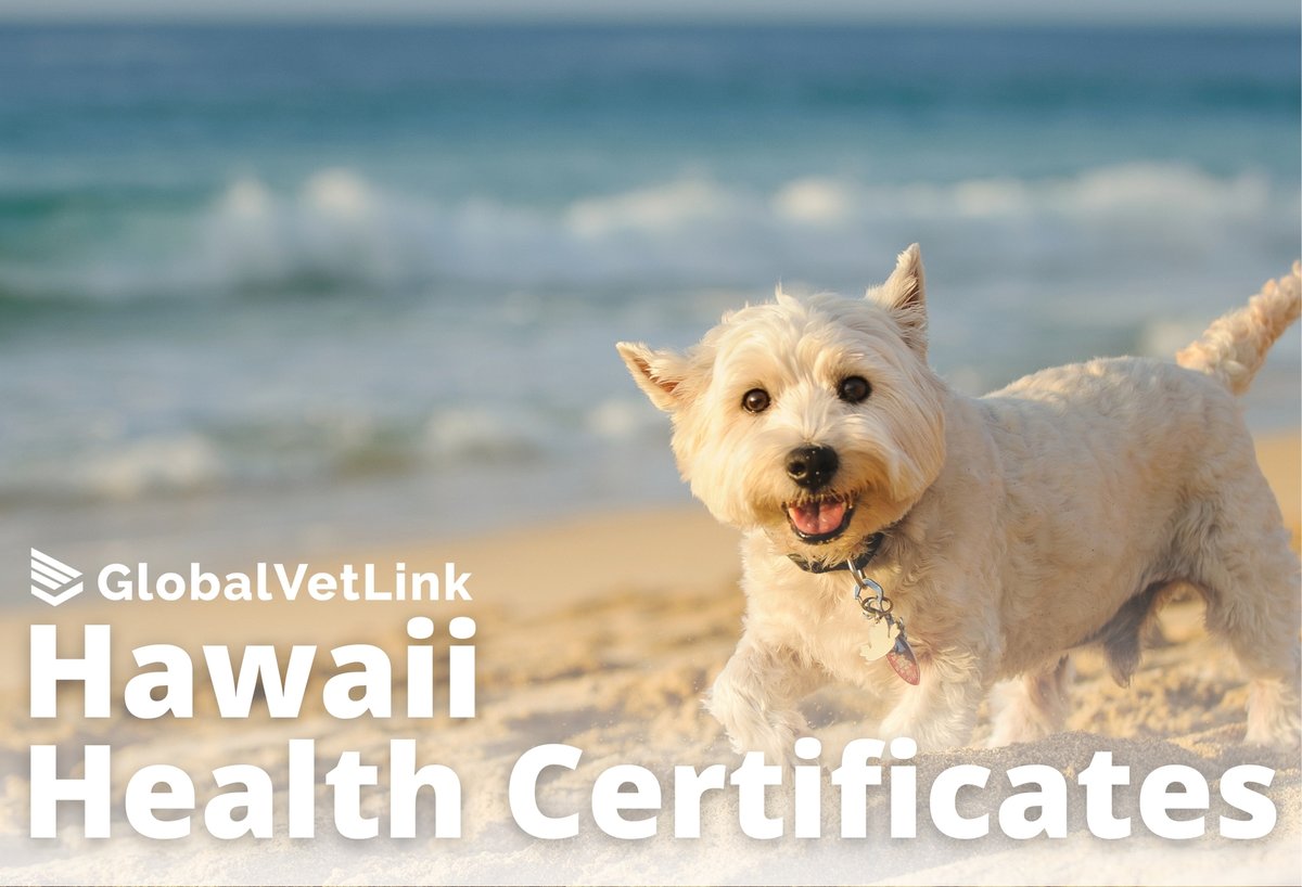 GlobalVetLink takes the anxiety and guesswork out of sending pets to Hawaii. Create pet travel certificates in under 5 minutes with GlobalVetLink's built-in rule checking and always up-to-date software. Learn more on our website 🌺🌴 hubs.la/Q03bQkqZ0