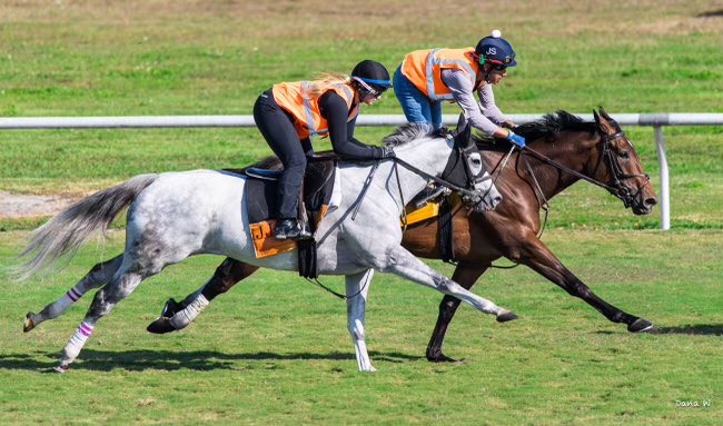 JJ Toner Racing Stable (@jjtonerracing) on Twitter photo BILOXI BLUES (pictured outside) lines up in race 9 today at <a href="/GulfstreamPark/">Gulfstream Park</a> . She has the inside post with <a href="/RajivMaragh/">Rajiv Maragh</a> aboard. Post time is 4:50pm. BILOXI BLUES (pictured outside) lines up in race 9 today at <a href="/GulfstreamPark/">Gulfstream Park</a> . She has the inside post with <a href="/RajivMaragh/">Rajiv Maragh</a> aboard. Post time is 4:50pm.