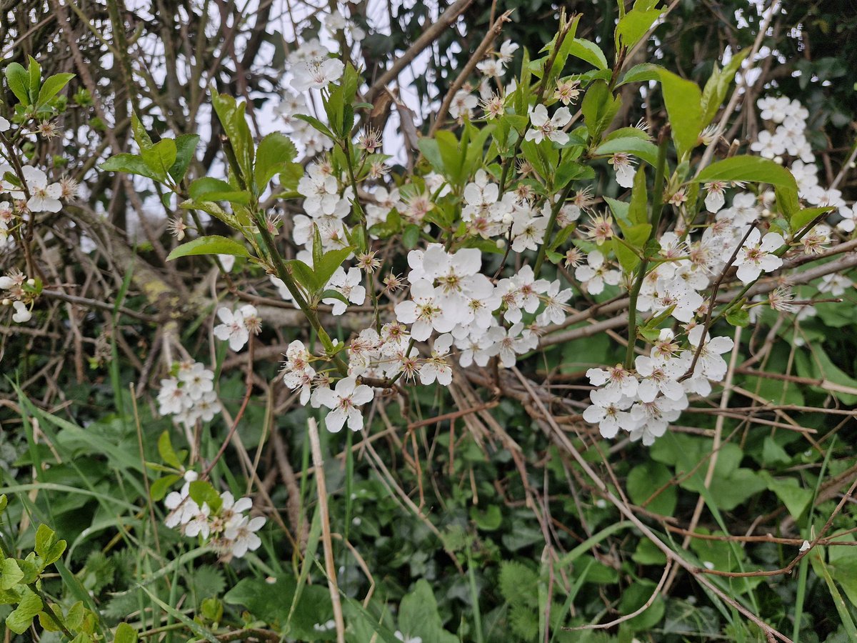 Another beautiful walk in the shropshire countryside