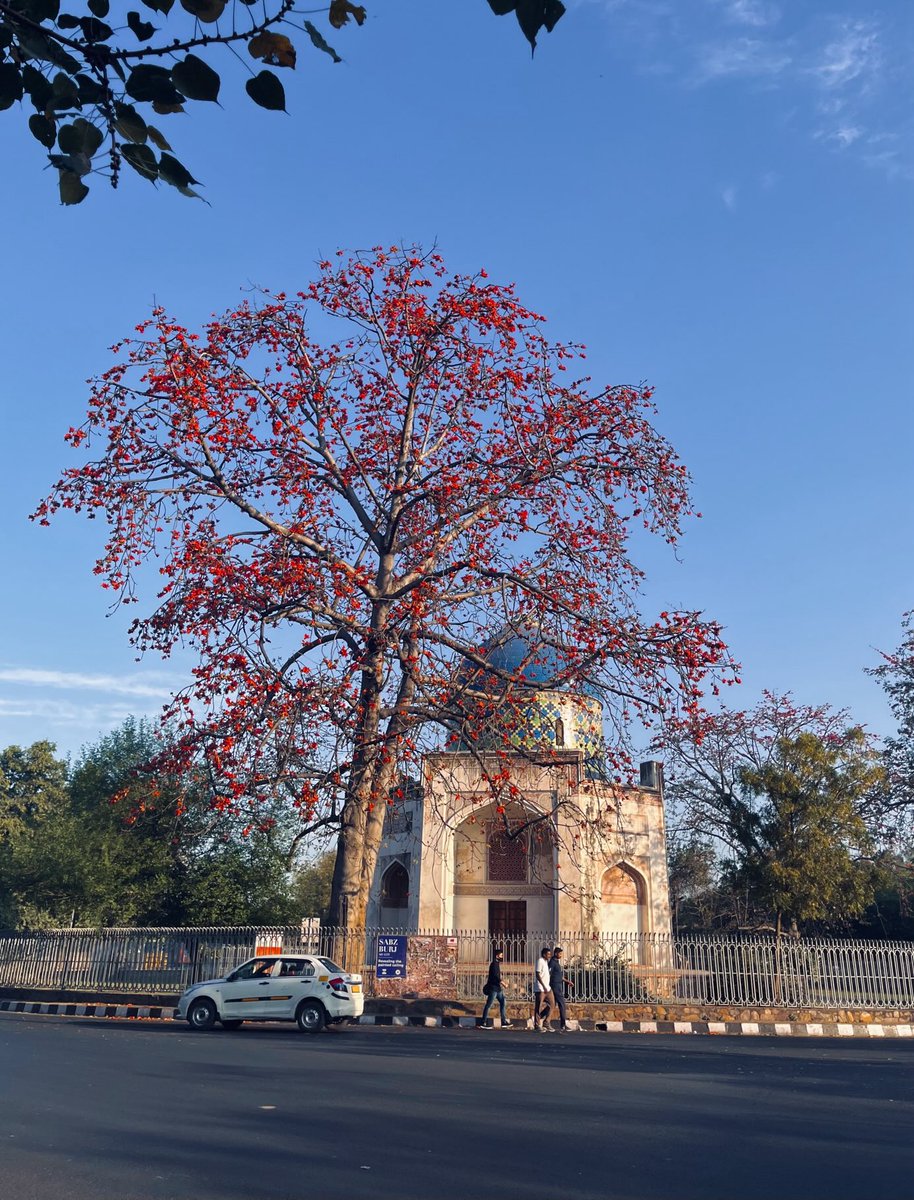 Spring in Nizamuddin ☀️🌺