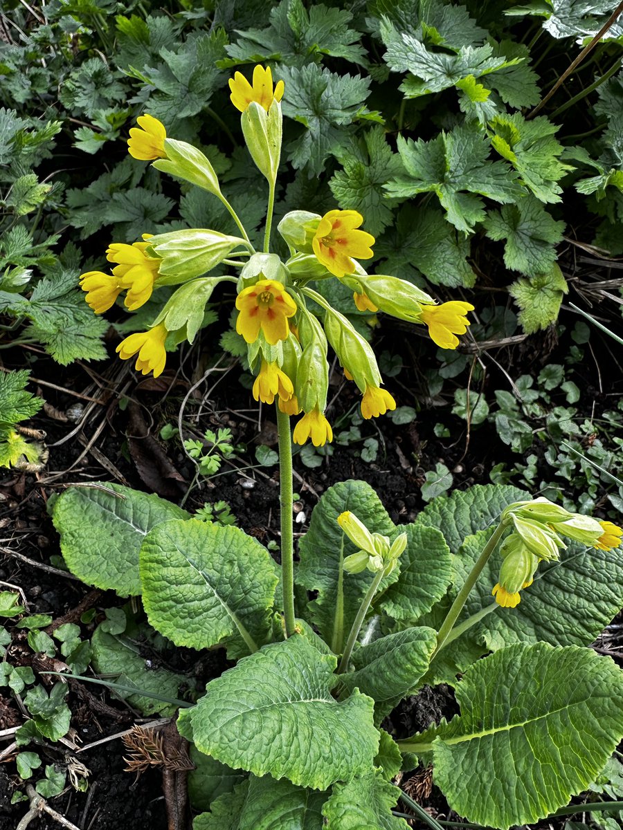 Beautiful spring flowers