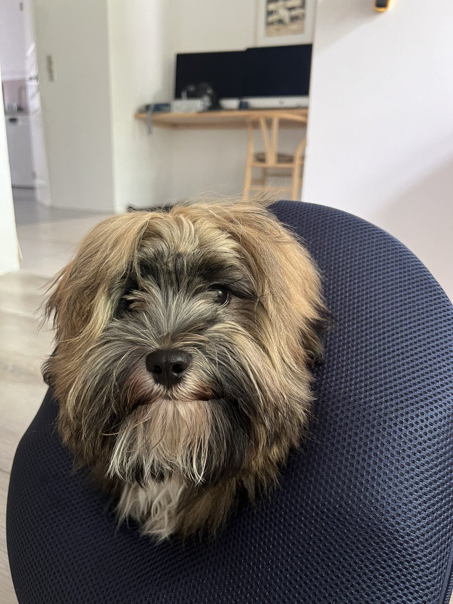 VlogxyCOW tweet media