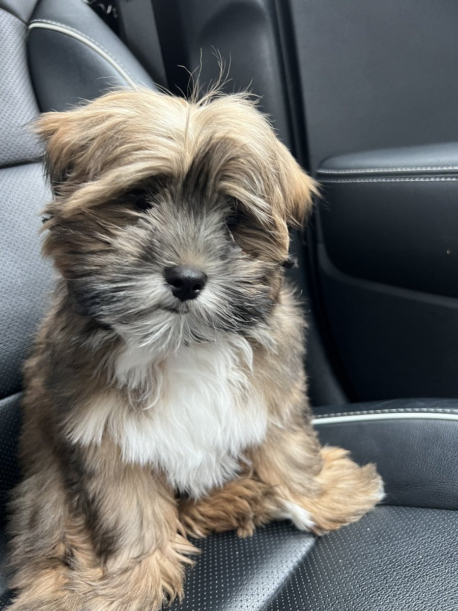 VlogxyCOW tweet media