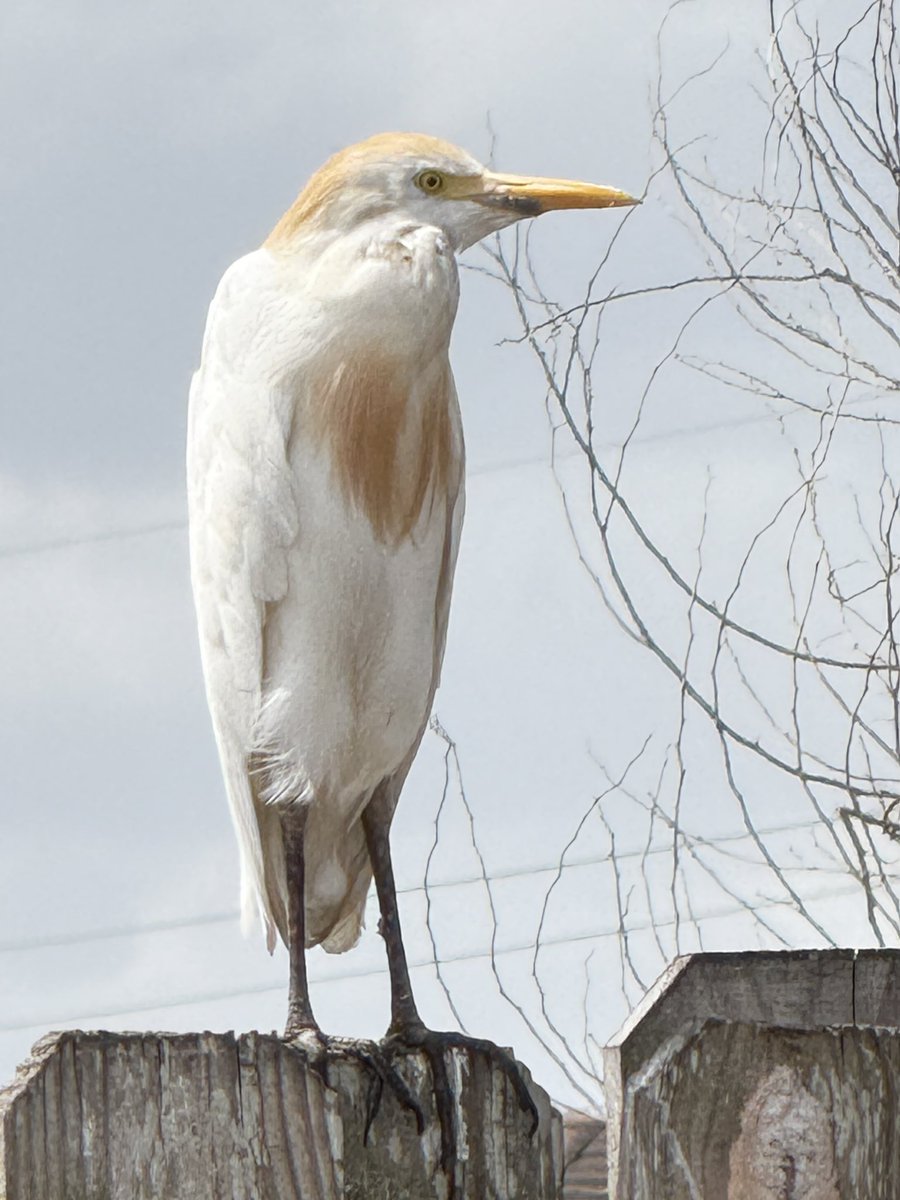 Western Cattle-Egrets are native to Africa but somehow reached northeastern South America in 1877. They continued to spread, arriving in the United States in 1941 and nesting there by 1953. In the next 50 years, they became one of the most abundant of the North American herons.