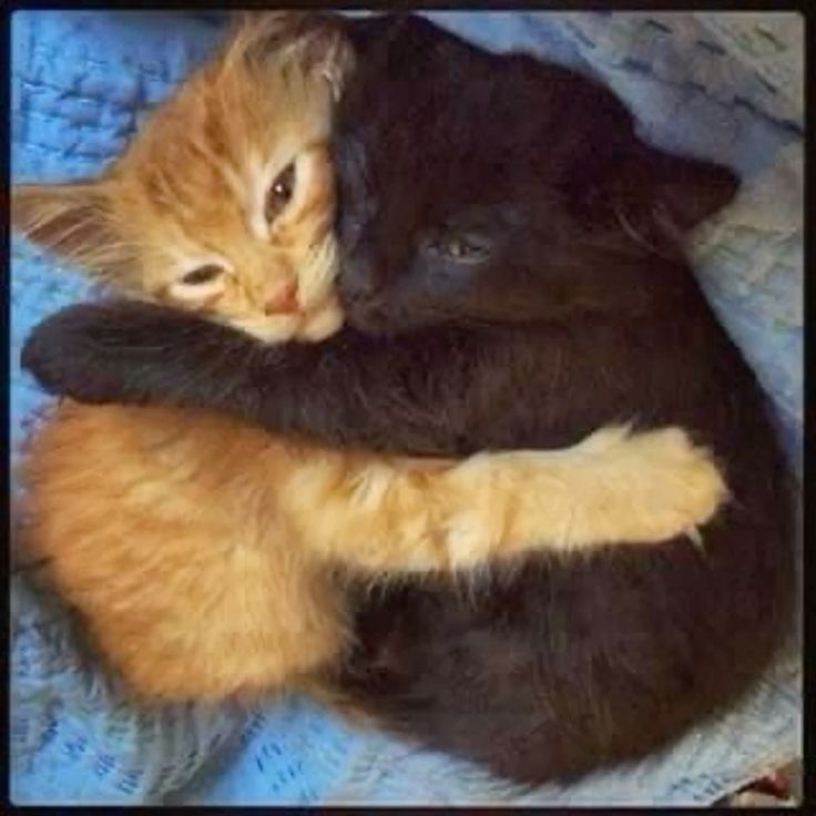 🌸🐞WALLOWS AS KITTENS🐞🌸 (@kittens4wallows) on Twitter photo 