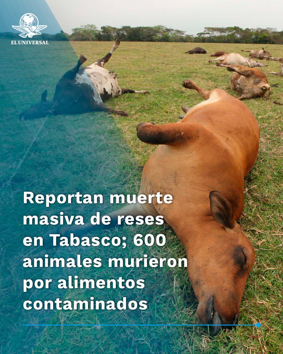 🐂🐄🚨Cerca de 600 reses han muerto en Tabasco por presunto envenenamiento, lo que ha dejado a los ganaderos con pérdidas millonarias
eluniversal.com.mx/estados/report…