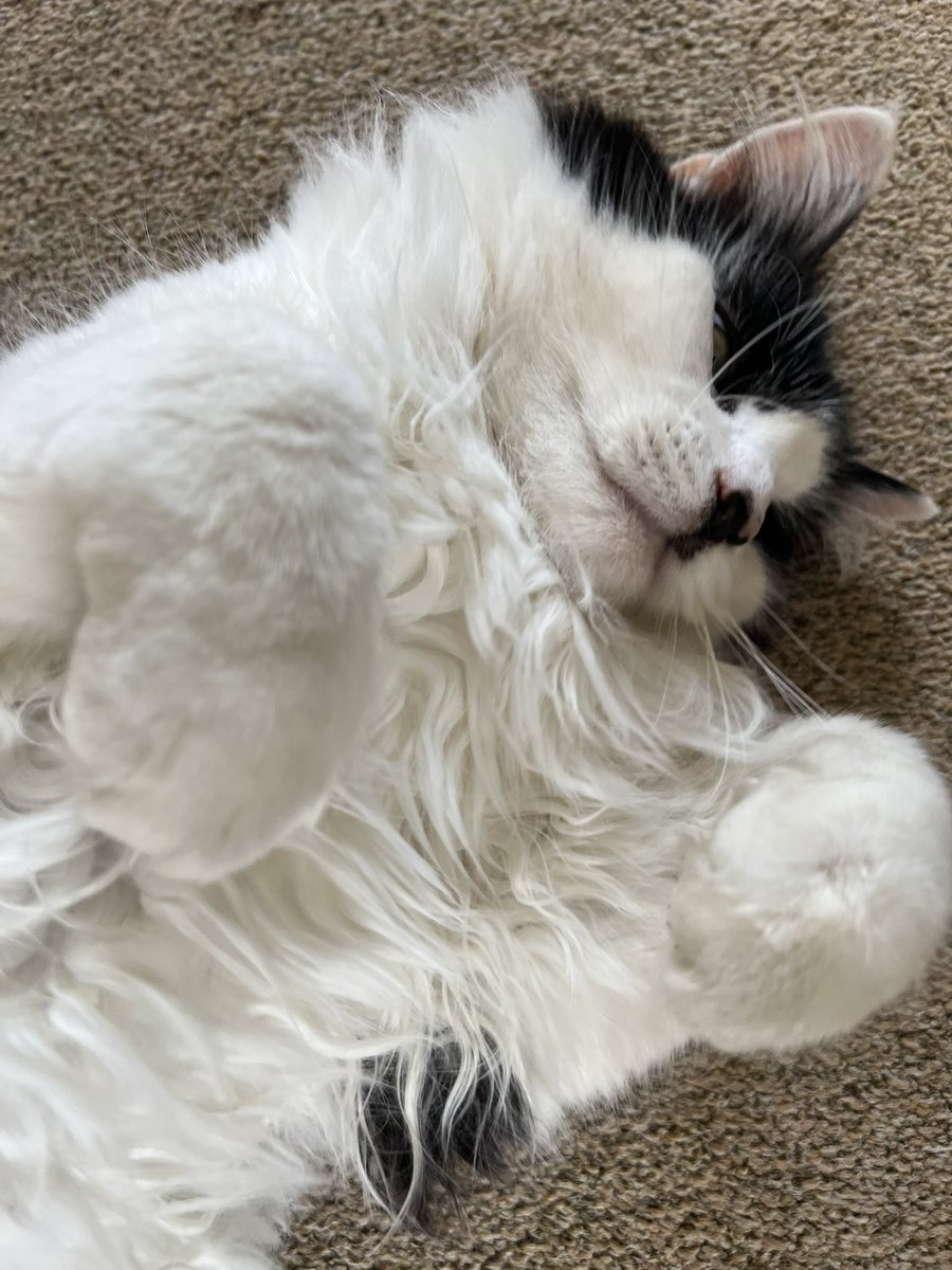 CharlesAnyan's tweet photo. Evening all. #Phyll and #Merlin would like to wish you all a very happy #Caturday ๐บ https://t.co/vu7oNHKVEM