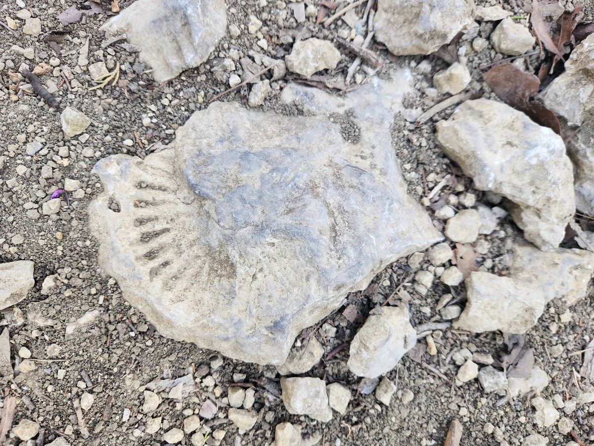 sambuchmeyer's tweet photo. @TPWDparks rock! @EisenhowerSPTx https://t.co/5Lu3Myj19C