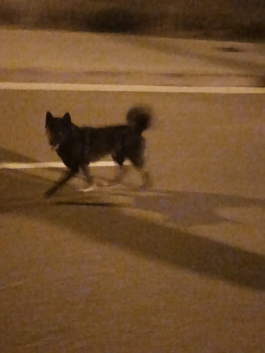 Àrees de Gossos Badalona tweet media