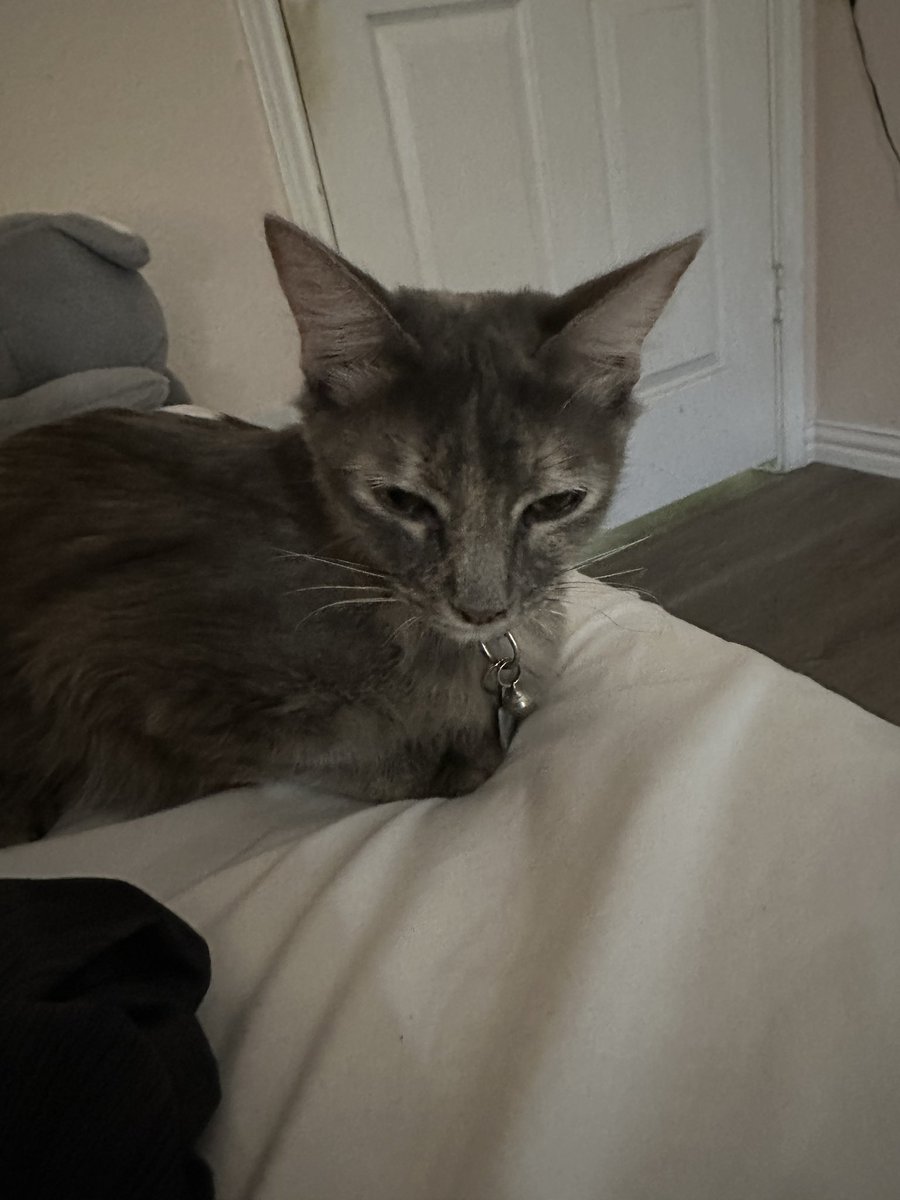 n4ckey's tweet image. I GOT A CAT WOOOOOOO