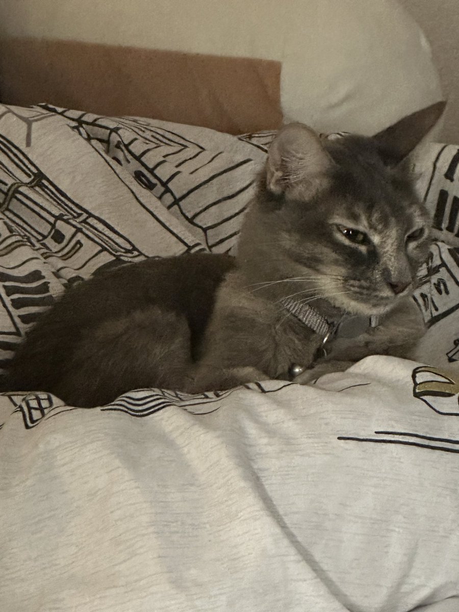 n4ckey's tweet image. I GOT A CAT WOOOOOOO