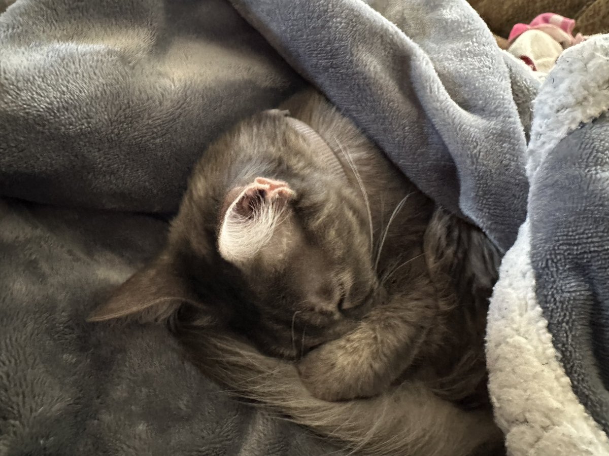 n4ckey's tweet image. I GOT A CAT WOOOOOOO